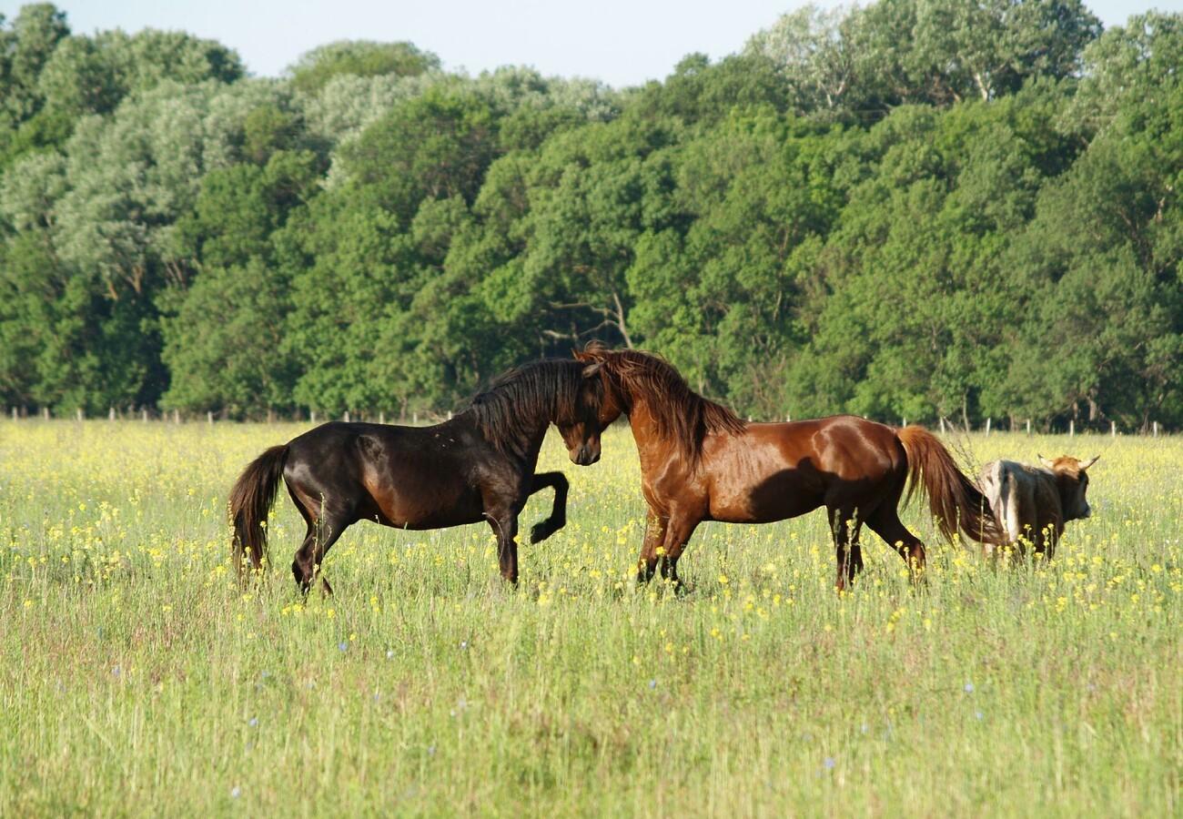 © VIER PFOTEN | Sandra Bruijn